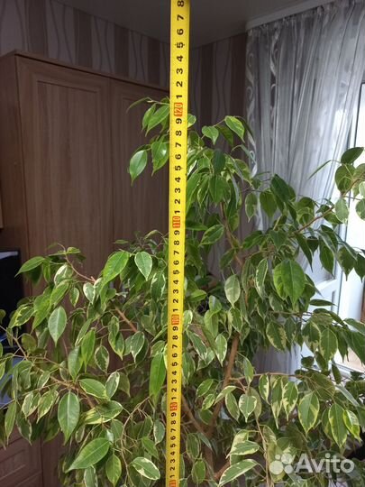 Фикус бенджамина пестролистный