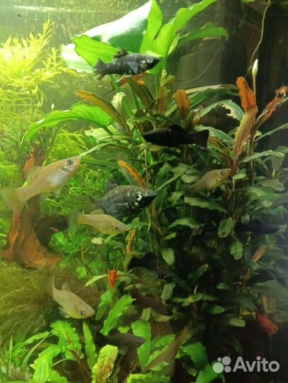 Аквариумные растения