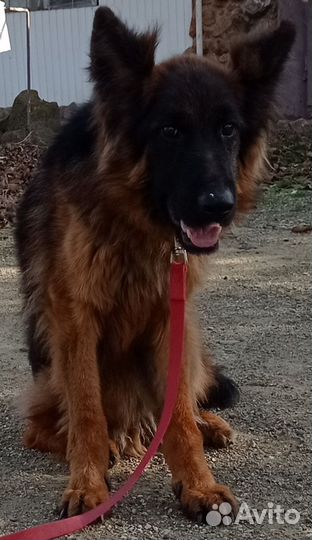 Кобель длинношерстный немецкая овчарка