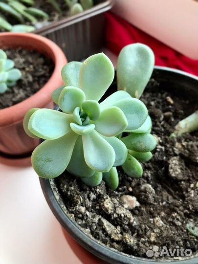 Суккуленты