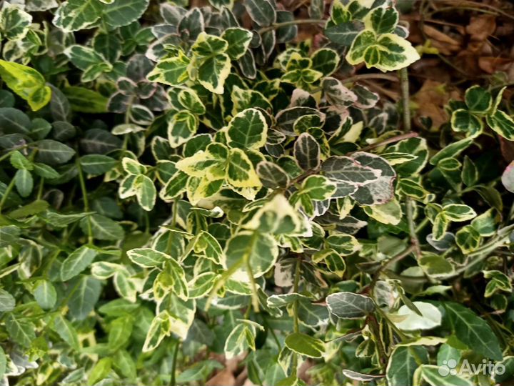 Бересклеты