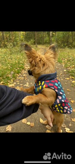 Одежда для маленьких собак