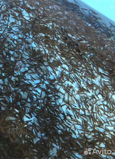 Малек форели