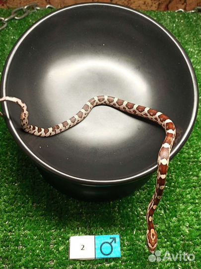 Змея маисовый полоз