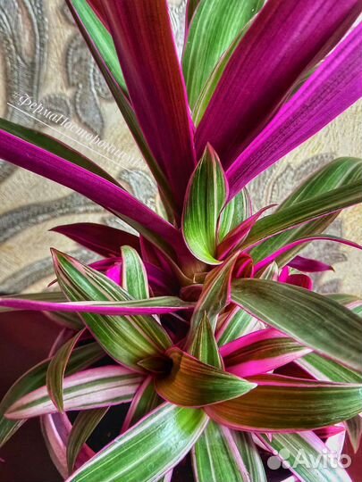 Традесканция Рео