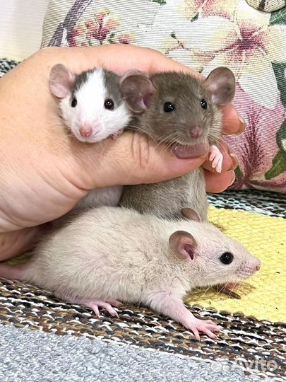 Крысята крыски Девочки дамбо сиам рекс стандарт
