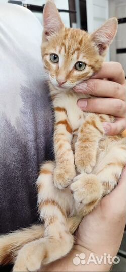 Рыжий котенок