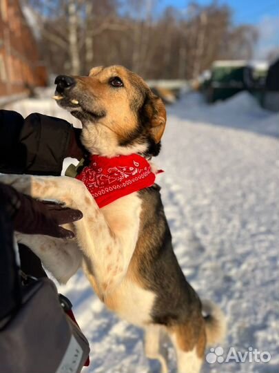 Необычная собака в дар из приюта