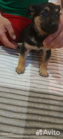 Восточноевропейская овчарка