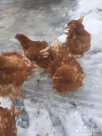 Куры Несушки