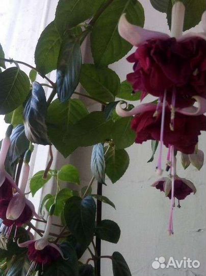 Черенки фуксии и других комнатных растений