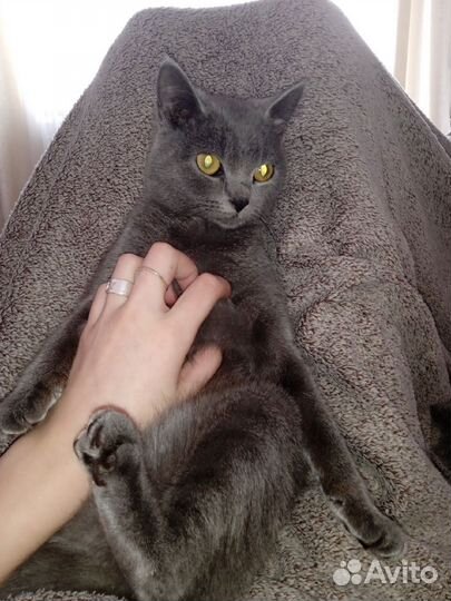 Кошечка британка
