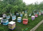 Пчелопакеты, пчеломатки, пчелосемьи Карника