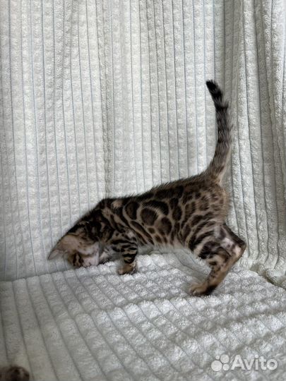 Бенгальские котята