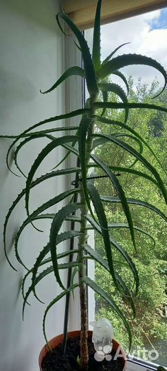 Алоэ лечебный