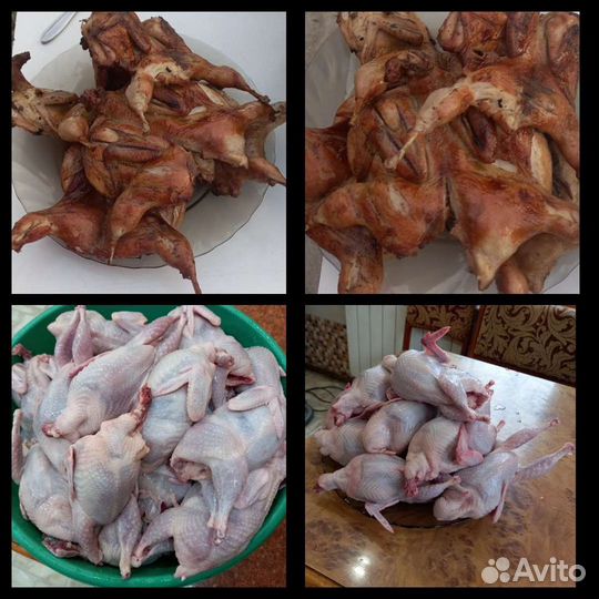 Домашнее мясо птицы