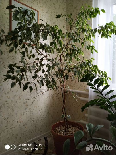 Фикус бенджамина