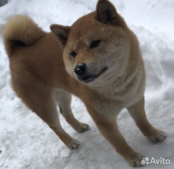 Вязка сиба ину