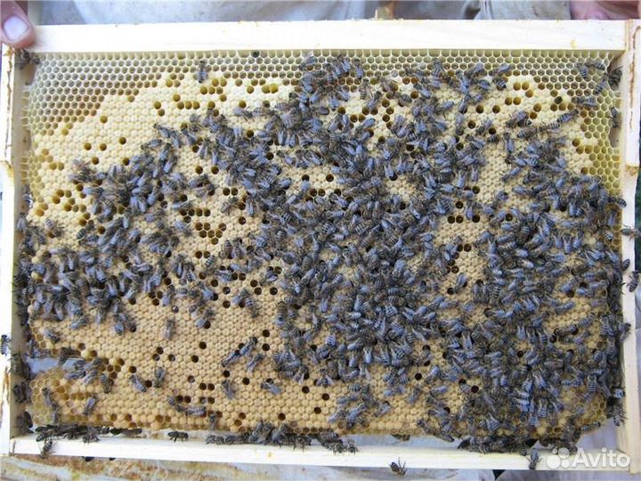 Рамка с маткой