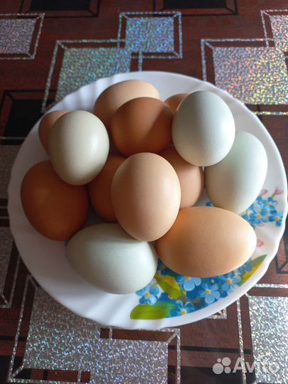 Домашние куриные яйца
