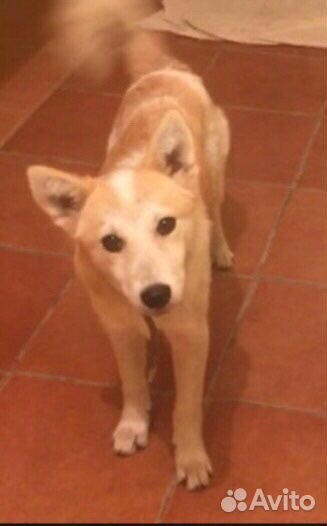 Собака помесь лайки