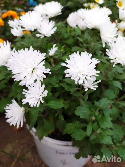 Хризантема мультифлора опт и розница