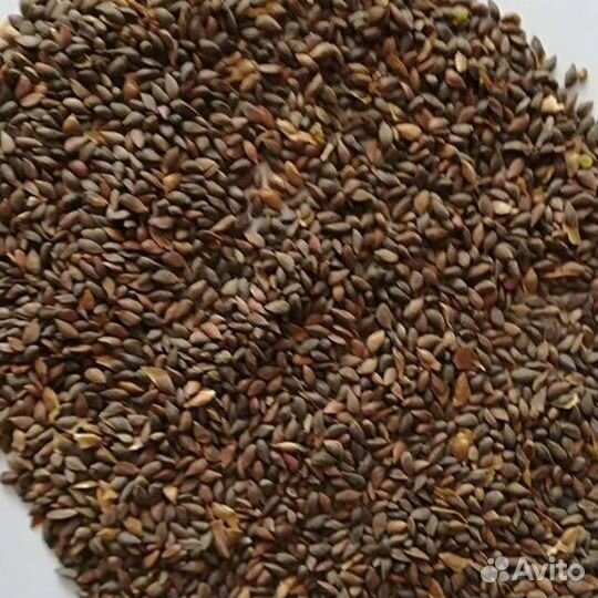 Мелкохвойные семена