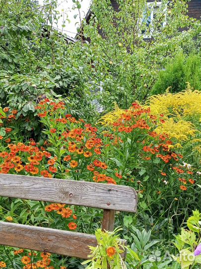 Цветы и кустарники многолетние