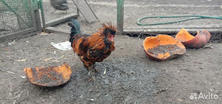 Петушок Павловское золото