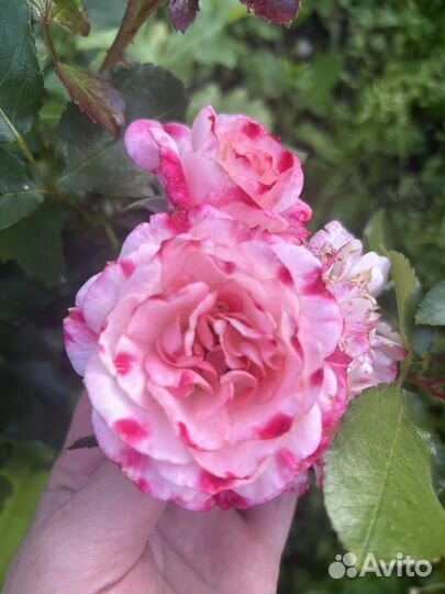 Саженцы Роза шраб Розенштадт Фрайзинг