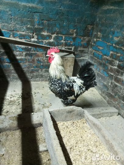 Молодой петух