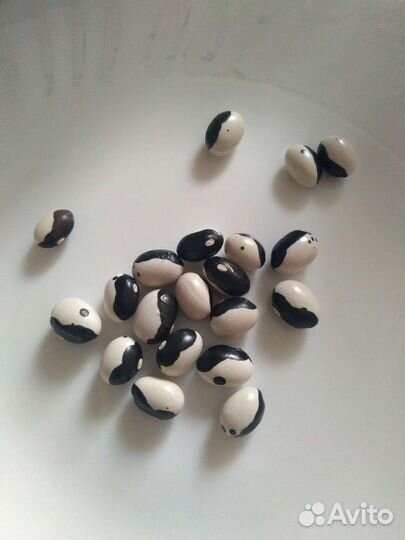 Семена фасоли