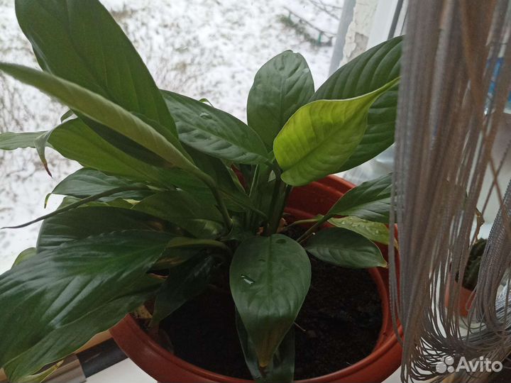 Спатифиллум