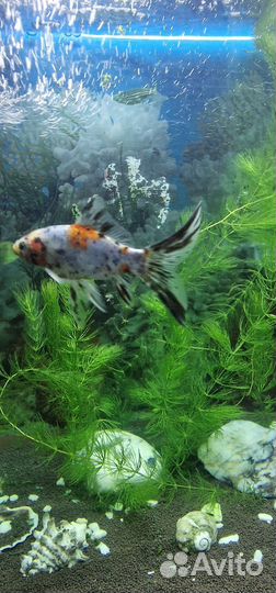 Аквариумные рыбки 