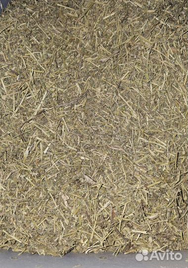 Якорцы стелющиеся от простатита