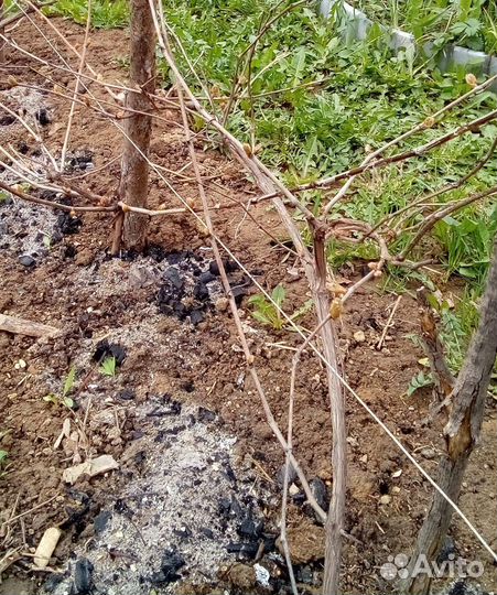 Саженцы и черенки винограда