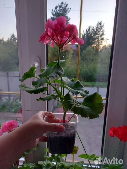 Комнатные цветы пеларгония сортовая