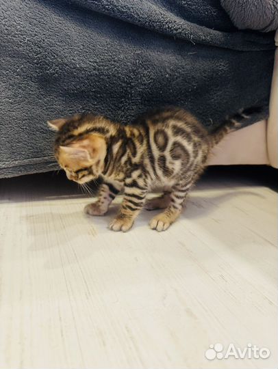 Бенгальские котята