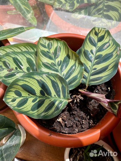 Калатея Макоя (Макояна )