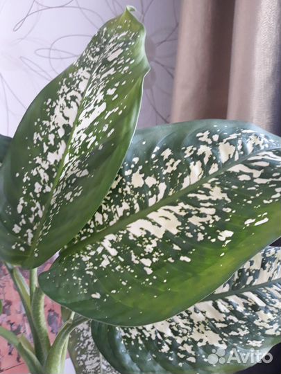 Диффенбахия