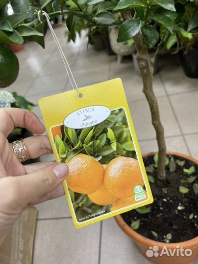 Цитрус мандарин
