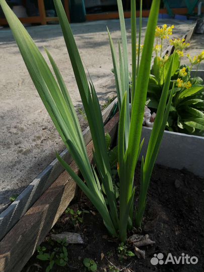 Рассада цветов