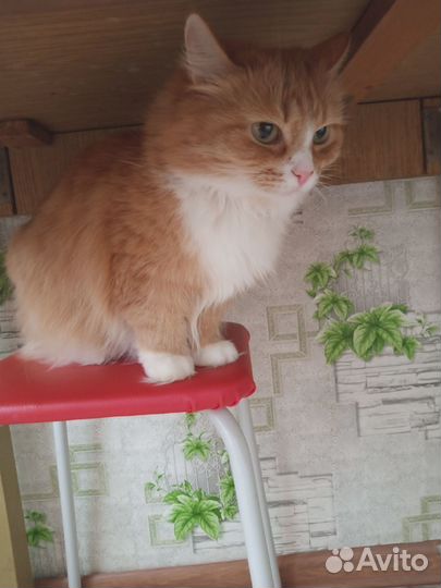 Отдам кошечку