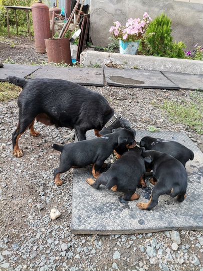 Щенки ягдтерьер