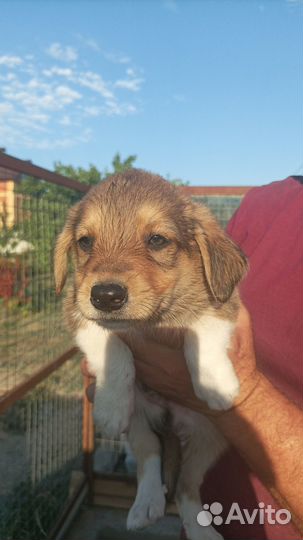 Отдам в хорошие руки