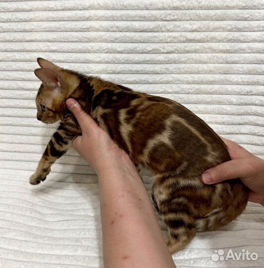 Бенгальская кошка