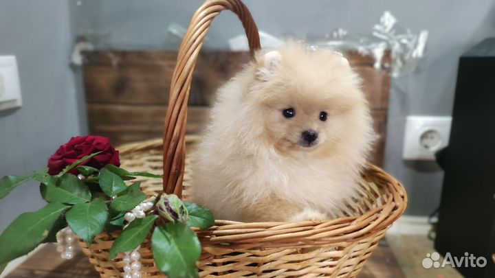 Шпиц девочка