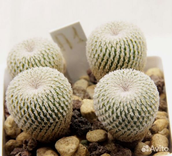 Кактусы редкие №2