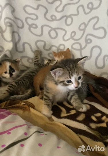 Котята 2 месяца
