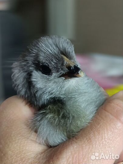 Цыплята амераукан